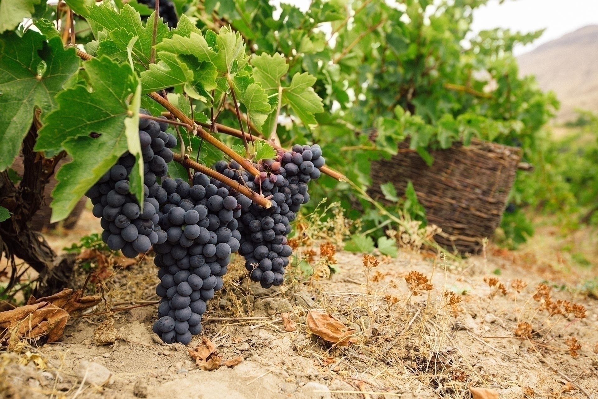 Grape Adventures: A Wine Lover's Guide to Armenia